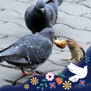 Meet your Posher, Amorese amedeo